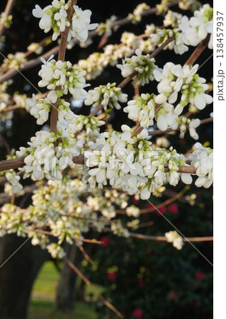 もうすぐ開花ハナズオウの花・2026年4月 138457937