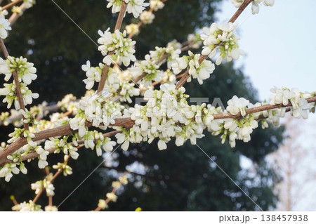 もうすぐ開花ハナズオウの花・2026年4月 もうすぐ開花ハナズオウの花・2026年4月 138457938