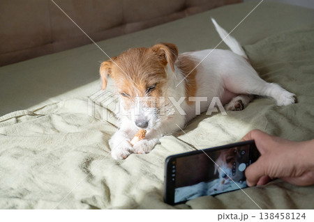 Man using smartphone to take photo of Jack Russell Terrier puppy chewing bone on bed. 138458124