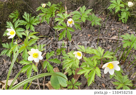 White Anemone Flowers Blooming in Forest Floor Close-Up 138458258