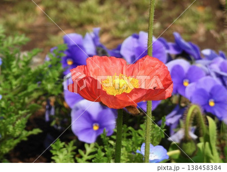 ひなげしの花 ひなげしの花 138458384