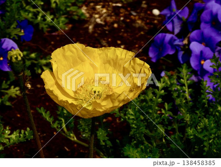 ひなげしの花 ひなげしの花 138458385