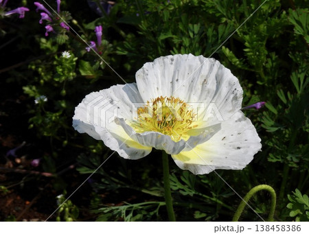 ひなげしの花 138458386