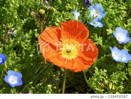 ひなげしの花 138458387