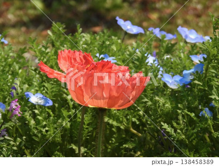ひなげしの花 138458389