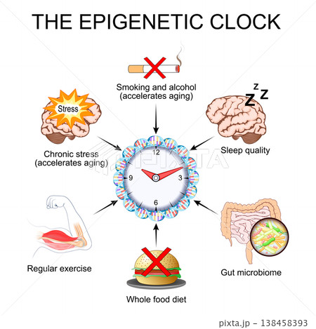 The epigenetic clock. Biological age 138458393
