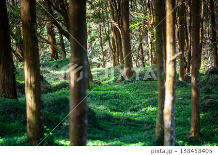 林 森 樹林 138458405