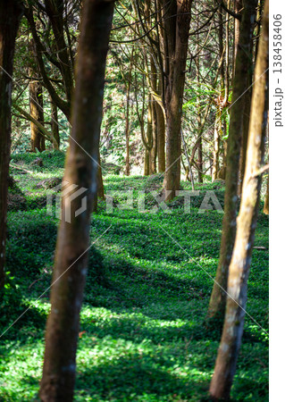 林 森 樹林 138458406