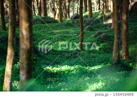 林 森 樹林 138458409