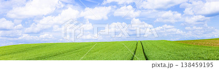 風を感じる初夏の北海道美瑛町の青麦畑の風景 風を感じる初夏の北海道美瑛町の青麦畑の風景 138459195