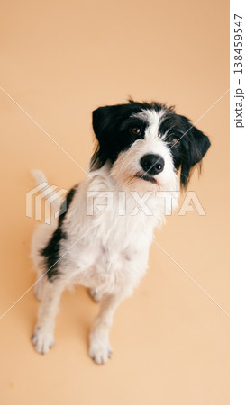 Cute dog sitting looking up at camera Cute dog sitting looking up at camera 138459547
