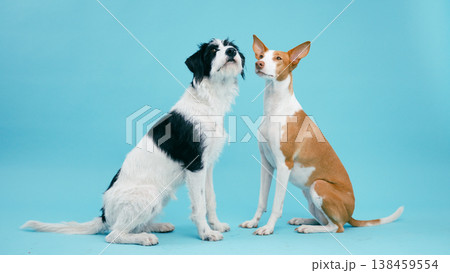 Companionship of two dogs looking up Companionship of two dogs looking up 138459554