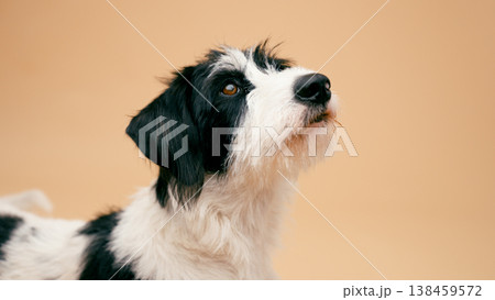 Curious black and white terrier mix looking upward in studio Curious black and white terrier mix looking upward in studio 138459572