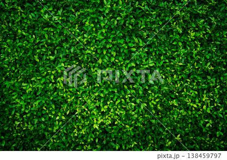 Small green leaves texture background with beautiful pattern. Clean environment. Ornamental plant in the garden. Eco wall. Organic natural background. Many leaves reduce dust in air. Tropical forest. Small green leaves texture background with beautiful pattern. Clean environment. Ornamental plant in the garden. Eco wall. Organic natural background. Many leaves reduce dust in air. Tropical forest. 138459797