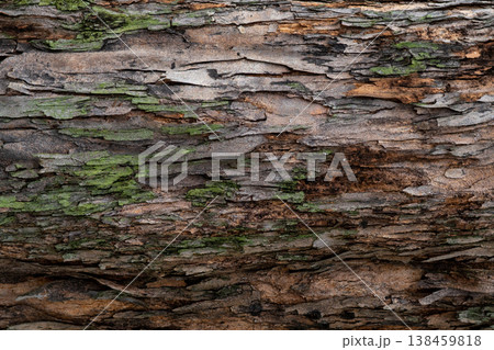 Closeup texture of tree bark. Pattern of natural tree bark background. Rough surface of trunk. Green moss and lichen on natural wood. Dirt skin of wooden. Grey, brown, and green nature background. Closeup texture of tree bark. Pattern of natural tree bark background. Rough surface of trunk. Green moss and lichen on natural wood. Dirt skin of wooden. Grey, brown, and green nature background. 138459818