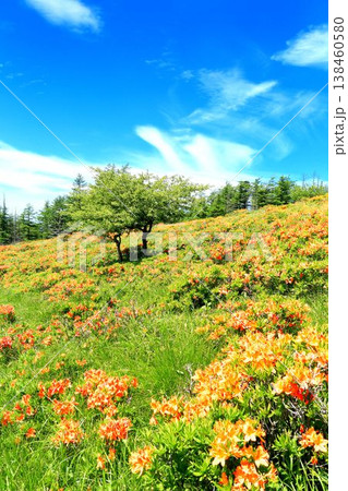 美ヶ原高原のレンゲツツジ 美ヶ原高原のレンゲツツジ 138460580