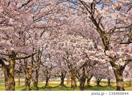 満開の桜 138460644