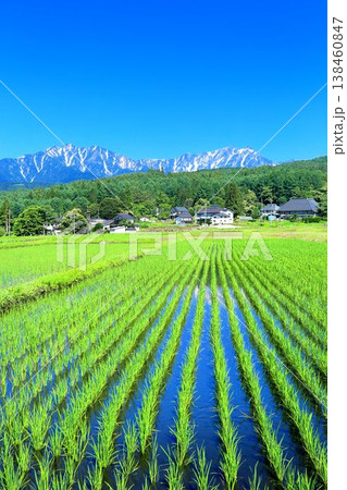 新行高原の水田と北アルプス 新行高原の水田と北アルプス 138460847