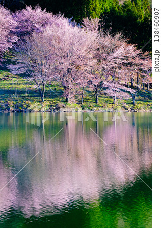 中綱湖のオオヤマザクラ 中綱湖のオオヤマザクラ 138460907