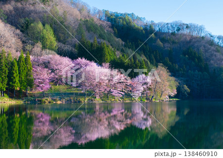 中綱湖のオオヤマザクラ 中綱湖のオオヤマザクラ 138460910