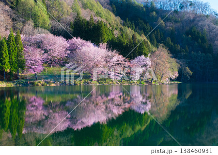 中綱湖のオオヤマザクラ 中綱湖のオオヤマザクラ 138460931