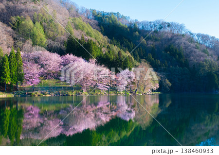 中綱湖のオオヤマザクラ 中綱湖のオオヤマザクラ 138460933