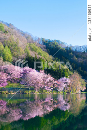 中綱湖のオオヤマザクラ 138460935