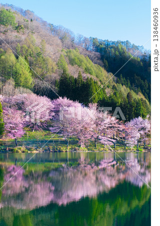 中綱湖のオオヤマザクラ 中綱湖のオオヤマザクラ 138460936
