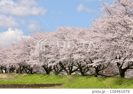 〔福井県越前市・4月〕吉野瀬川の花見路 青空に映える満開の桜 〔福井県越前市・4月〕吉野瀬川の花見路 青空に映える満開の桜 138461078