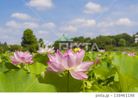 東京 上野 不忍池の蓮 東京 上野 不忍池の蓮 138461198