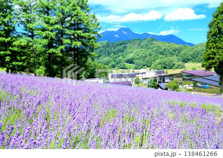 タングラム斑尾のラベンダー 138461266