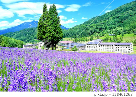 タングラム斑尾のラベンダー 138461268