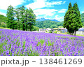 タングラム斑尾のラベンダー 138461269