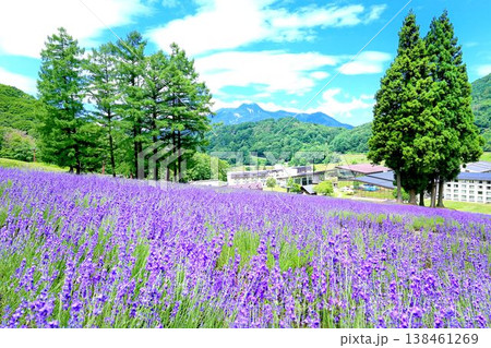 タングラム斑尾のラベンダー 138461269