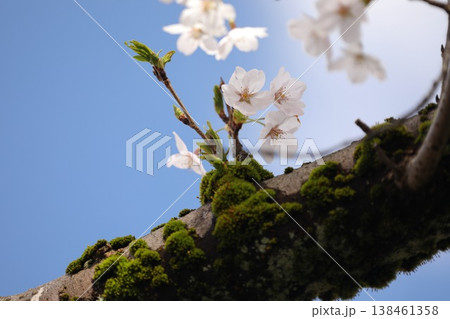 〔福井県越前市・吉野瀬川・4月〕幹から咲いた桜　苔と共に 138461358