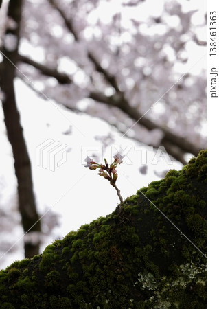 〔福井県越前市・吉野瀬川・4月〕幹から咲いた桜 苔と共に 〔福井県越前市・吉野瀬川・4月〕幹から咲いた桜 苔と共に 138461363