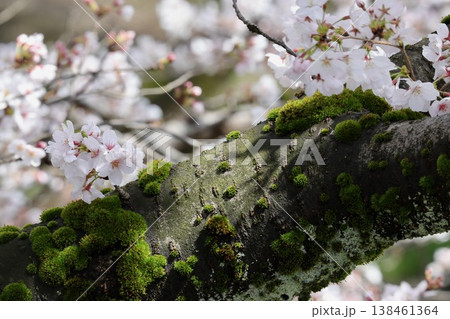 〔福井県越前市・吉野瀬川・4月〕幹から咲いた桜　苔と共に 138461364