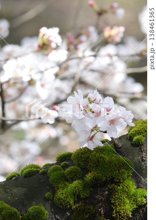 〔福井県越前市・吉野瀬川・4月〕幹から咲いた桜 苔と共に 〔福井県越前市・吉野瀬川・4月〕幹から咲いた桜 苔と共に 138461365