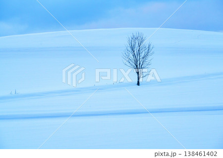 雪原に佇む一本の木 北海道美瑛富良野の冬の風景 138461402