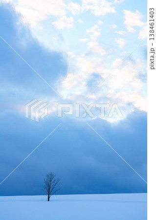雪原に佇む一本の木 北海道美瑛富良野の冬の風景 138461403