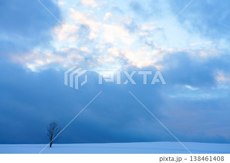 雪原に佇む一本の木 北海道美瑛富良野の冬の風景 138461408