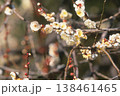 ポジフィルムで撮影した梅の花 138461465
