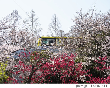 桃の花咲く公園から見えるニュートラム 桃の花咲く公園から見えるニュートラム 138461611