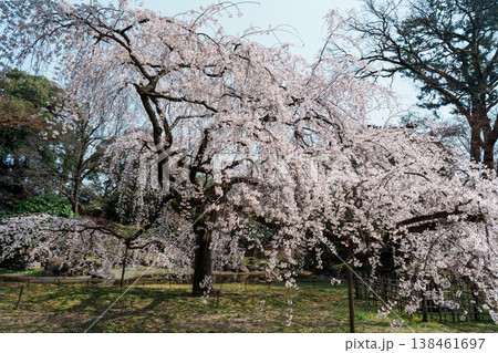 近衞邸跡の枝垂れ桜 138461697