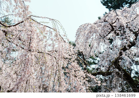 近衞邸跡の枝垂れ桜 138461699