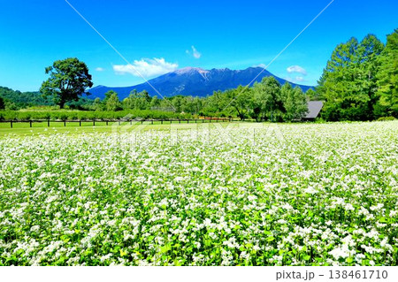 開田高原のそば畑 138461710