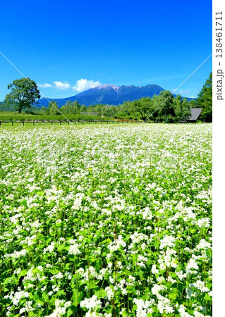 開田高原のそば畑 138461711