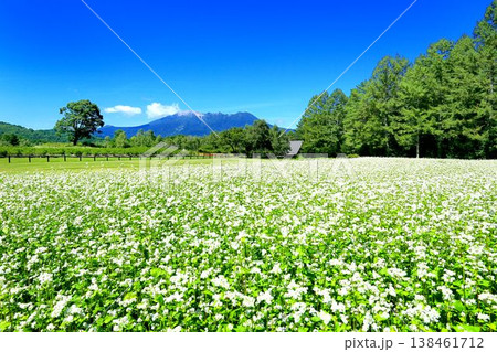 開田高原のそば畑 138461712