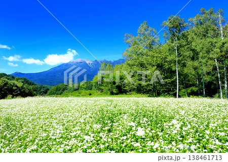 開田高原のそば畑 138461713