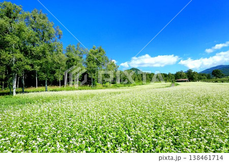 開田高原のそば畑 138461714